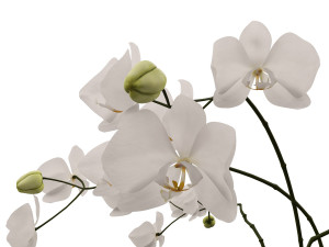 orchid in a glass flowerpot Modelo 3D