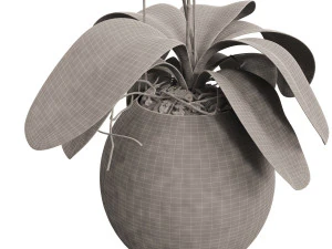 orchid in a glass flowerpot 3D Model