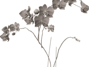 orchid in a glass flowerpot Modelo 3D