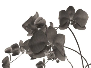 orchid in a glass flowerpot 3D Model