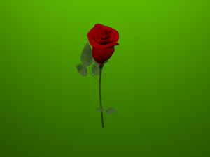 red rose Modelo 3D