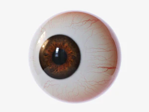 глазное яблоко 3D Модель