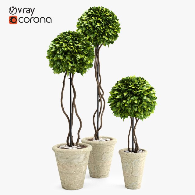 boxwood trees Model 3D .c4d .max .obj .3ds .fbx .stl .blend 