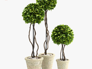 boxwood trees 3D Model