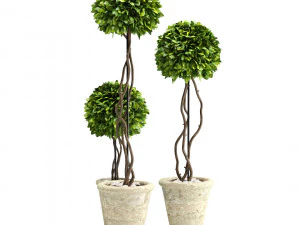 boxwood trees 3D Model