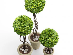 boxwood trees 3D Model