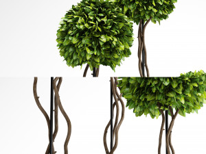 boxwood trees Model 3D