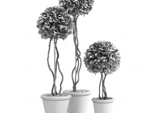 boxwood trees Model 3D