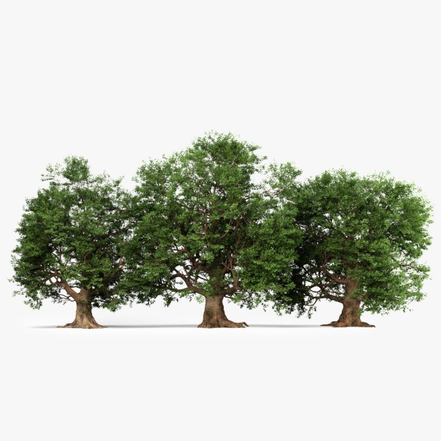 oak trees 3D Model .c4d .max .obj .3ds .fbx .stl .blend 