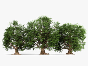 oak trees Modelo 3D