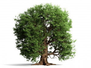 oak trees 3D Model