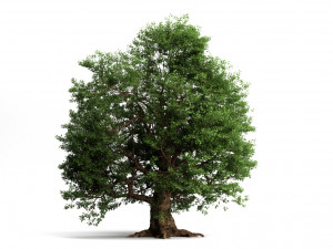 oak trees 3D Model