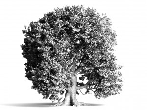oak trees 3D Model