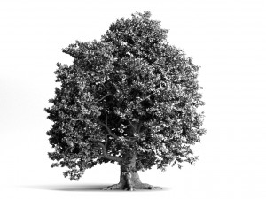 oak trees 3D Model