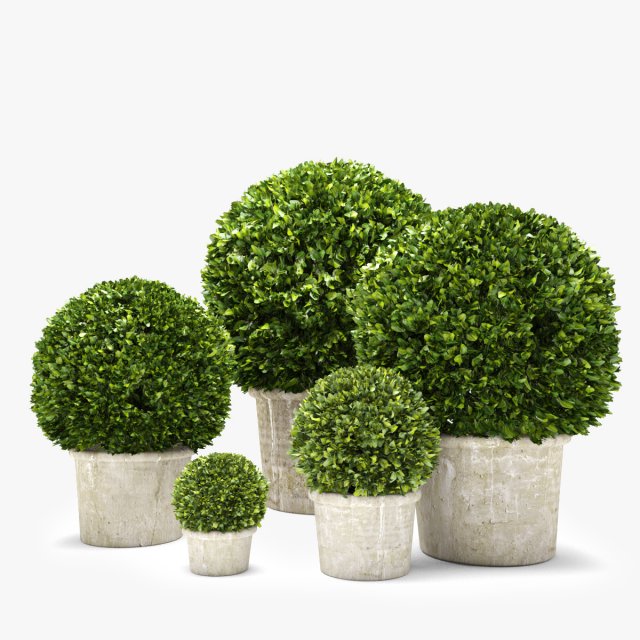 boxwood trees Model 3D .c4d .max .obj .3ds .fbx .stl .blend 