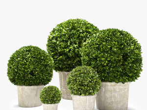 boxwood trees 3D Model