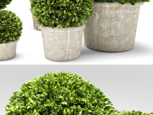 boxwood trees Model 3D
