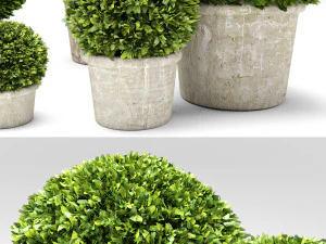 boxwood trees 3D Model