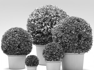 boxwood trees Model 3D