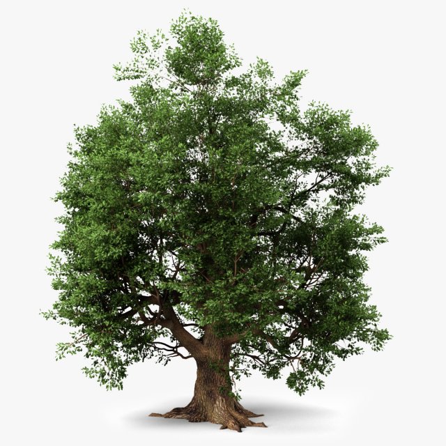 oak tree 3D Модель .c4d .max .obj .3ds .fbx .stl .blend 
