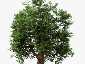 oak tree 3D Model