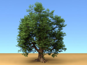 oak tree 3D Модель