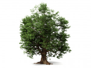 oak tree 3D Модель