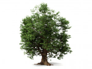oak tree 3D Model