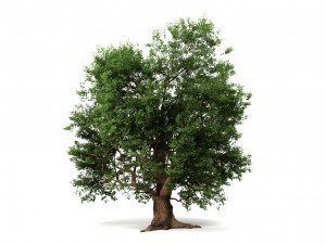 oak tree 3D Модель