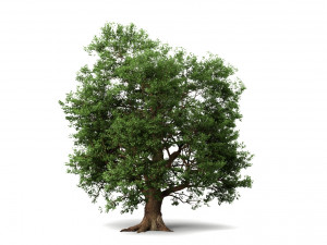 oak tree 3D Модель