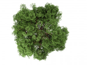 oak tree 3D Модель