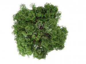 oak tree 3D Model