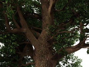 oak tree 3D Model