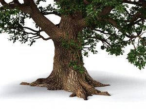 oak tree 3D Model