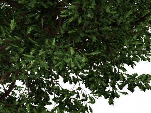 oak tree 3D Модель