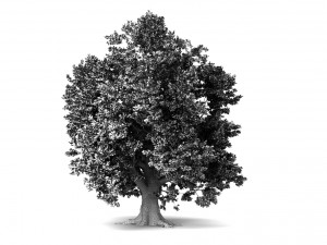 oak tree 3D Модель
