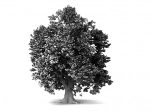 oak tree 3D Model