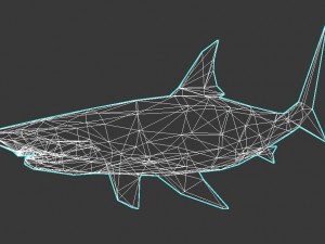 shark Model 3D