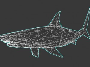 shark 3D Model