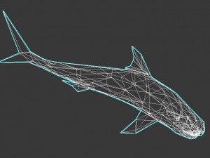shark Model 3D