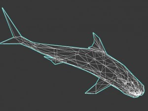 shark 3D Model