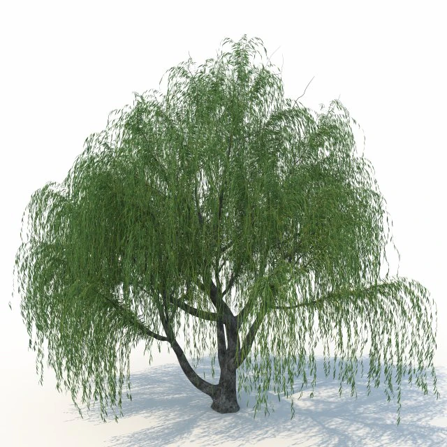 willow tree 3D Model .c4d .max .obj .3ds .fbx .stl .blend 