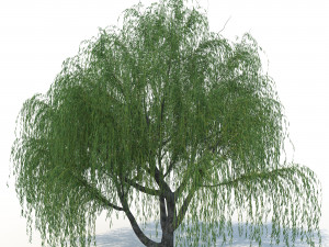 willow tree 3Dモデル