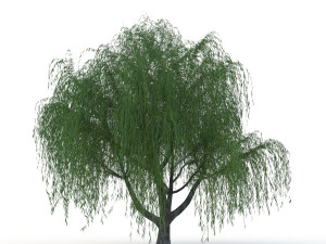 willow tree Modelo 3D