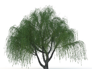 willow tree Modelo 3D