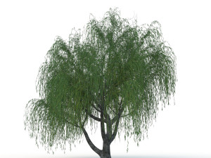 willow tree Modelo 3D
