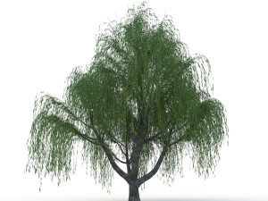 willow tree Modelo 3D