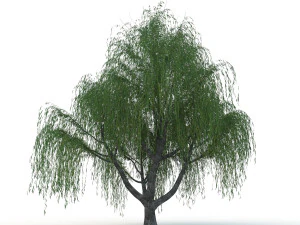 willow tree 3D Model