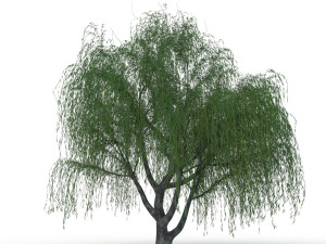 willow tree Modelo 3D