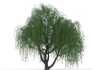 willow tree 3D Model